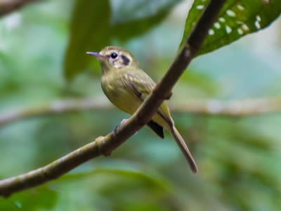 N&atilde;o-pode-parar - Phylloscartes paulista