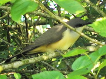 papa-lagarta-acanelado