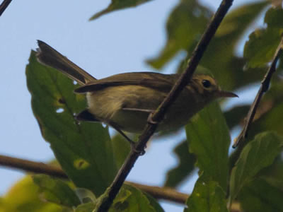 Papa-moscas-de-olheiras - Phylloscartes oustaleti