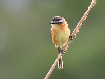 papa-moscas-do-campo