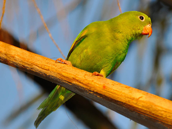 periquito-de-encontro-amarelo
