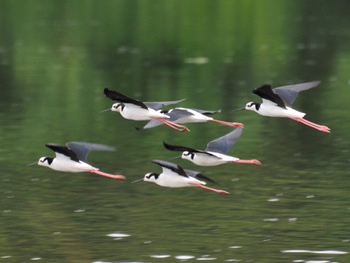 pernlongo-de-costas-brancas