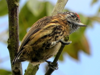 pica-pau-anao-carijo