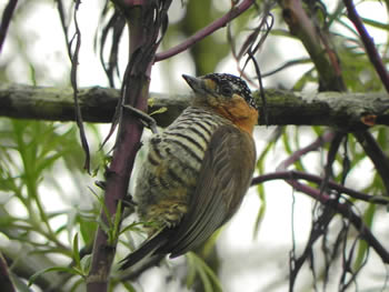 pica-pau-anao-de-coleira