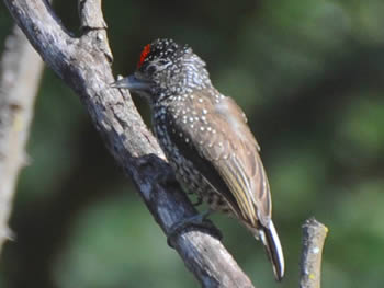 pica-pau-anao-escamado