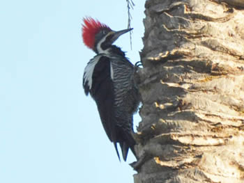 pica-pau-de-banda-branca