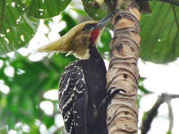 pica-pau-de-cabeca-amarela