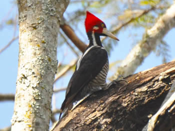 pica-pau-de-topete-vermelho