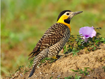 pica-pau-do-campo