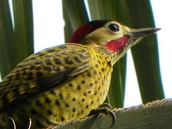 pica-pau-verde-barrado
