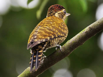 picapauzinho-verde-carijo