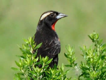policia-inglesa-do-sul