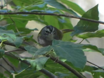 pula-pula-assobiador