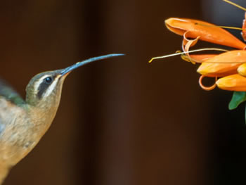 rabo-branco-acanelado