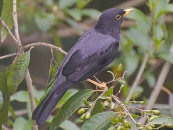 Sabi&aacute;-una - Turdus flavipes