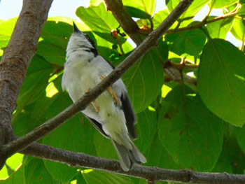 saira-de-chapeu-preto