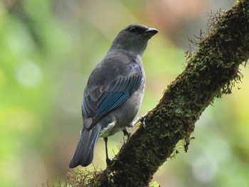 sanhacu-de-encontro-azul
