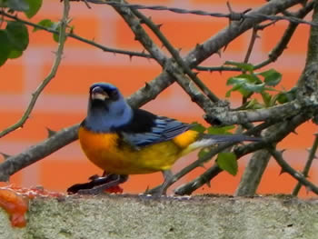 sanhacu-papa-laranja