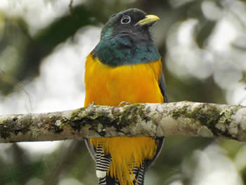 surucua-de-barriga-amarela