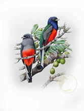 surucua-de-peito-azul--brettas