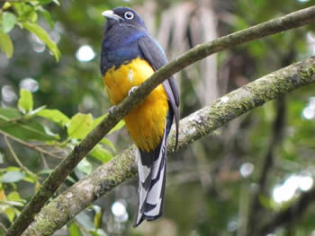 surucua-grande-de-barriga-amarela