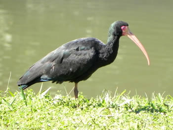 tapicuru-de-cara-pelada