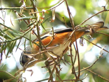 tico-tico-da-taquara