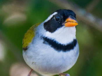 tico-tico-de-bico-amarelo