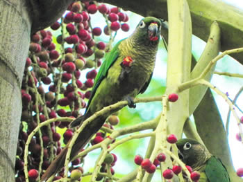 tiriba-de-testa-vermelha