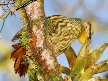 trepador-sombrancelha