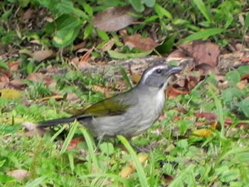 trinca-ferro-verdadeiro