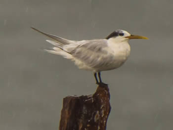 trinta-reis-de-bando