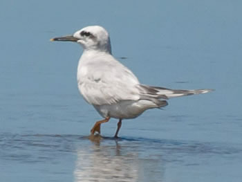 trinta-reis-de-coroa-branca