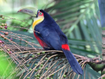 tucano-de-bico-verde