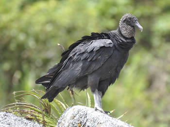 urubu-de-cabeca-preta