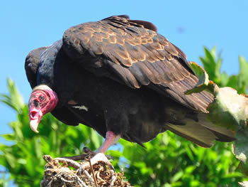 urubu-de-cabeca-vermelha