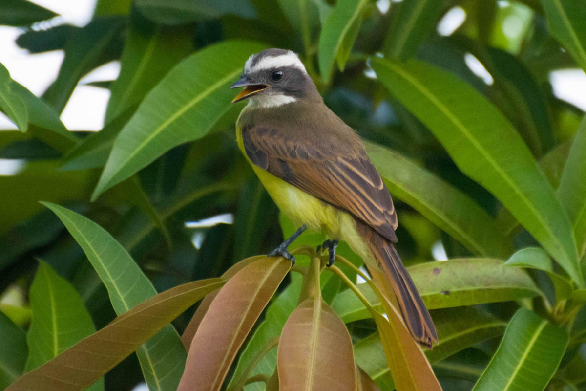 Bentivizinho De Topete Vermelho