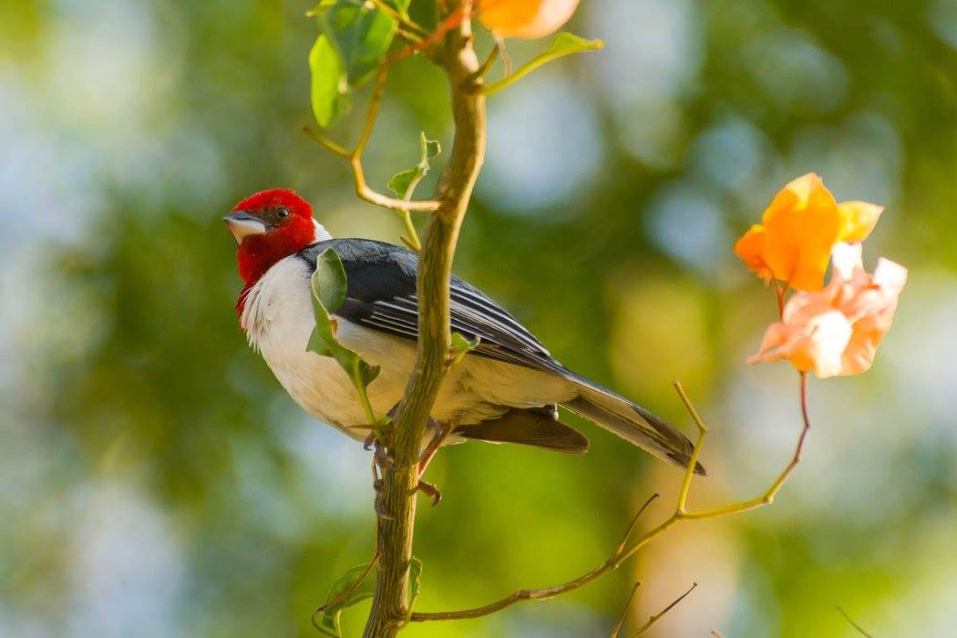Maçarico-pintado(Actitis macularius)
