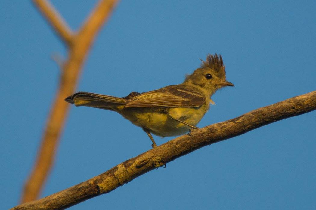 Guaracava-de-barriga-amarela (Elaenia flavogaster)