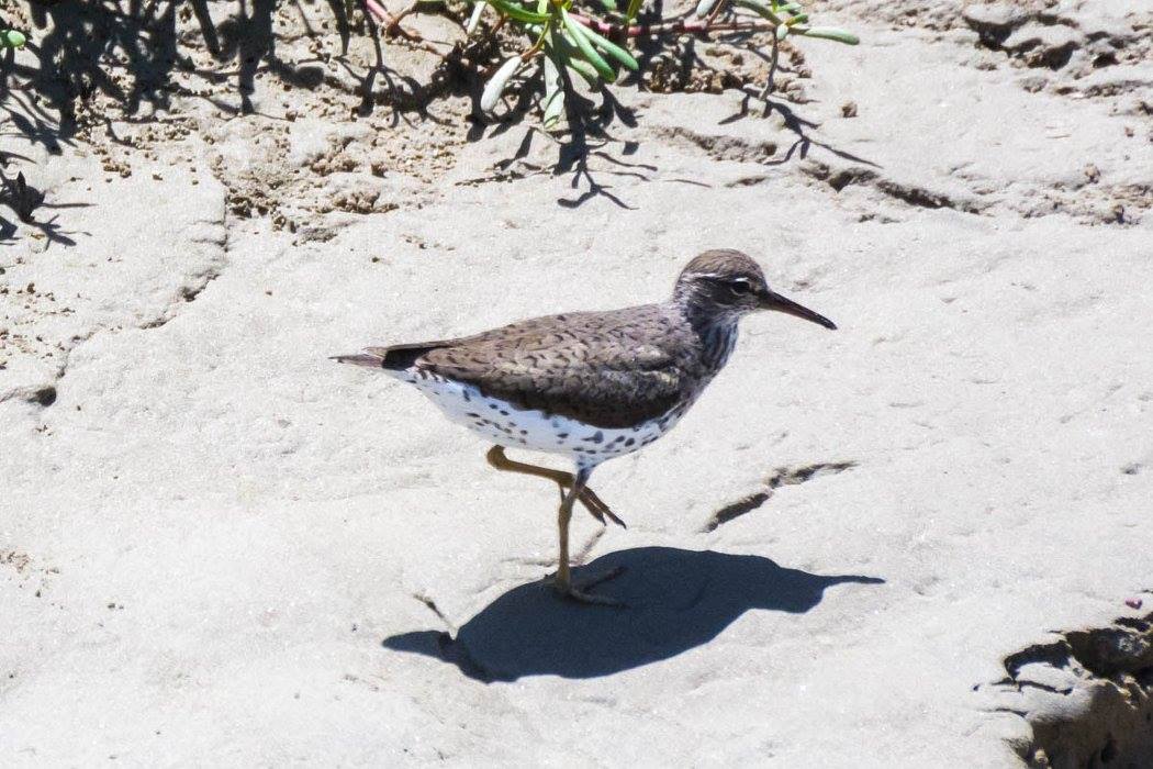 Maçarico-pintado - Actitis macularius