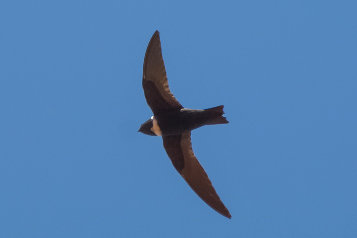 Taperuçu-de-coleira-branca - Streptoprocne zonaris