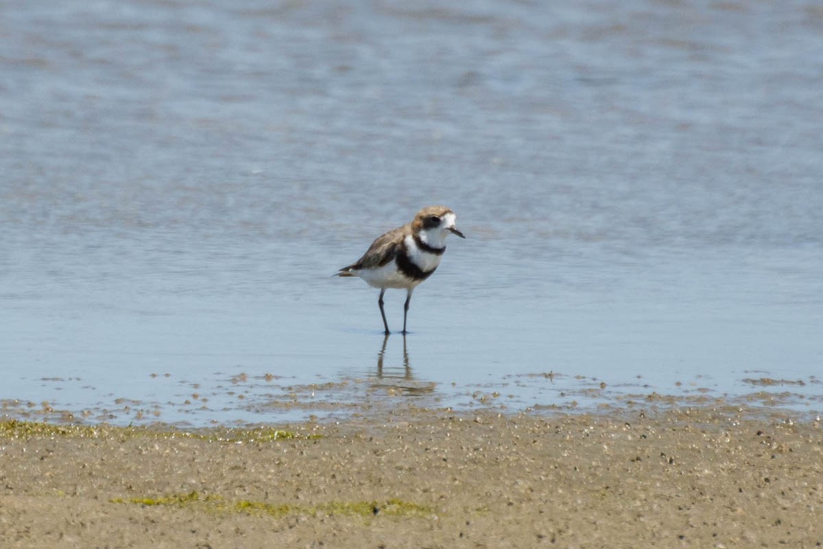 Batuíra-de-coleira-dupla