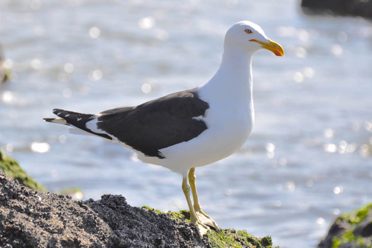 Gaivotão - Larus dominicanus