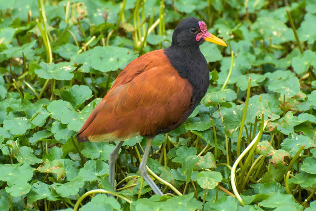 Jaçanã - Jacana jacana
