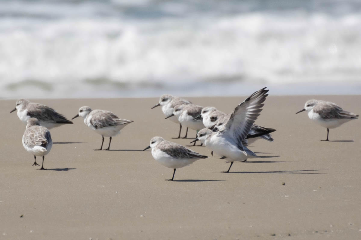 Maçarico-branco - Calidris alba