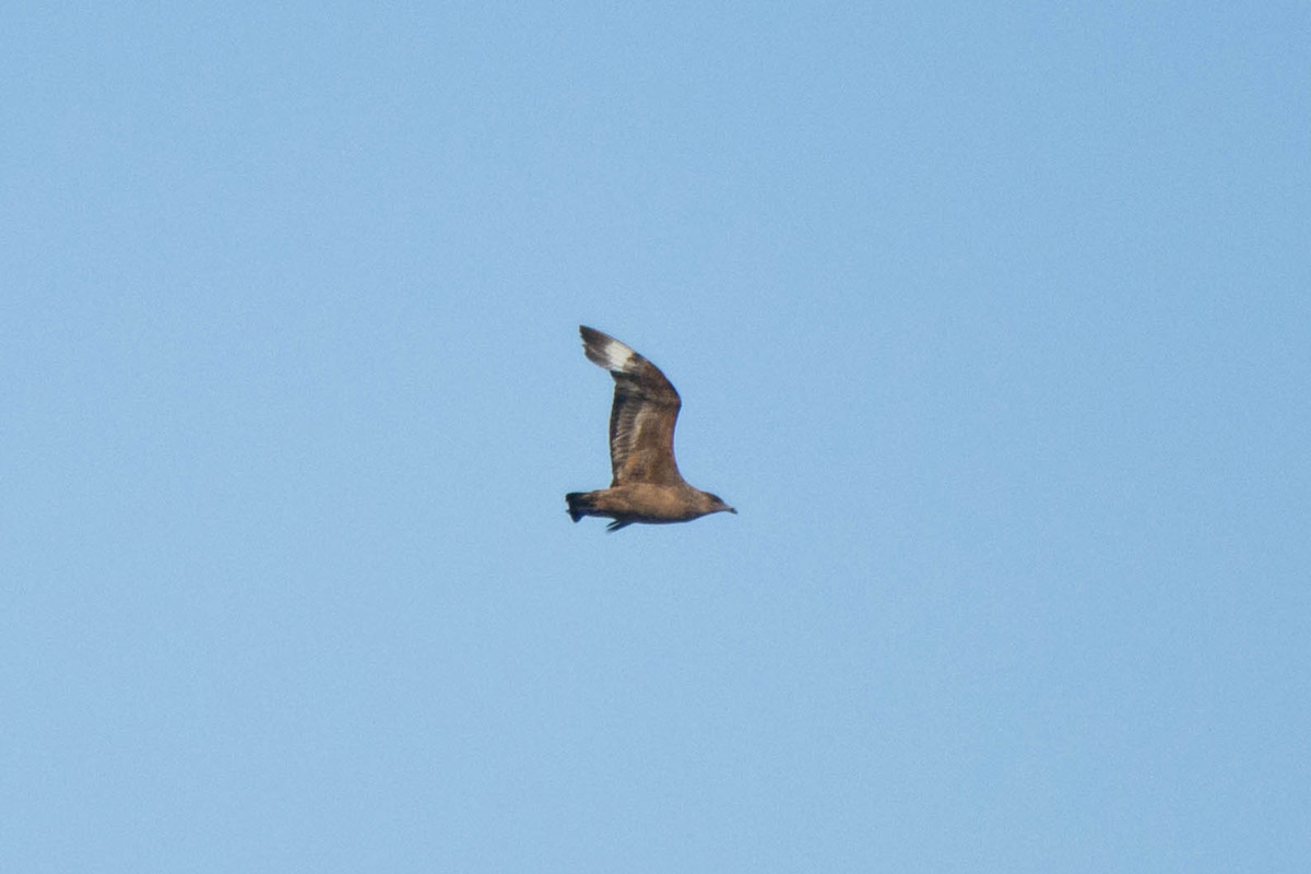 Mandrião-chileno - Stercorarius chilensis