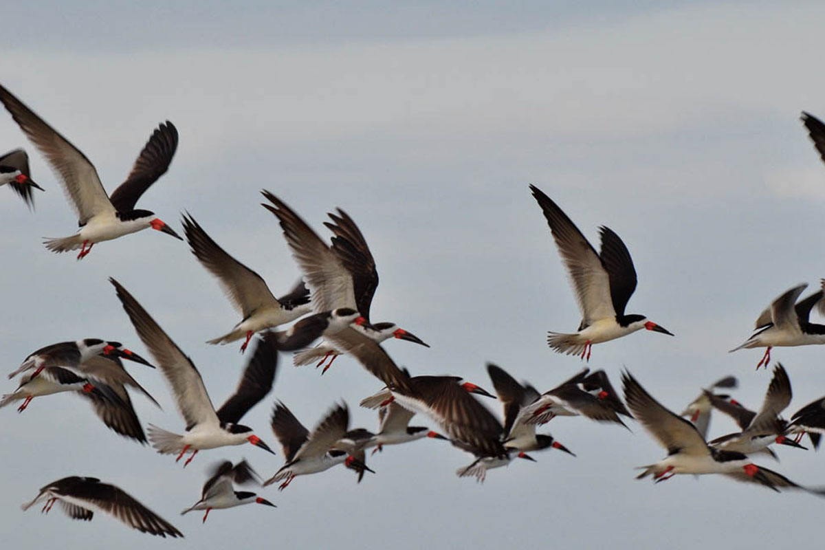 Talha-mar - Rynchops niger