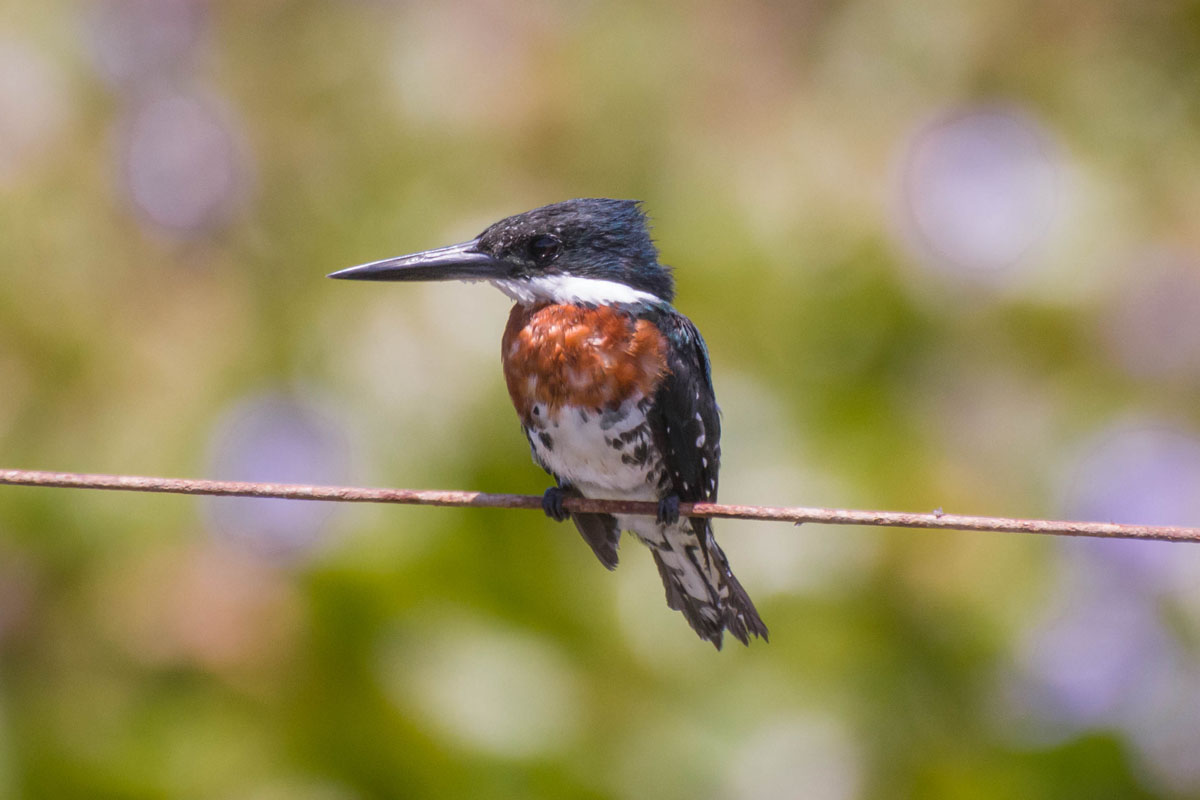 Martim-pescador-verde - Chloroceryle amazona