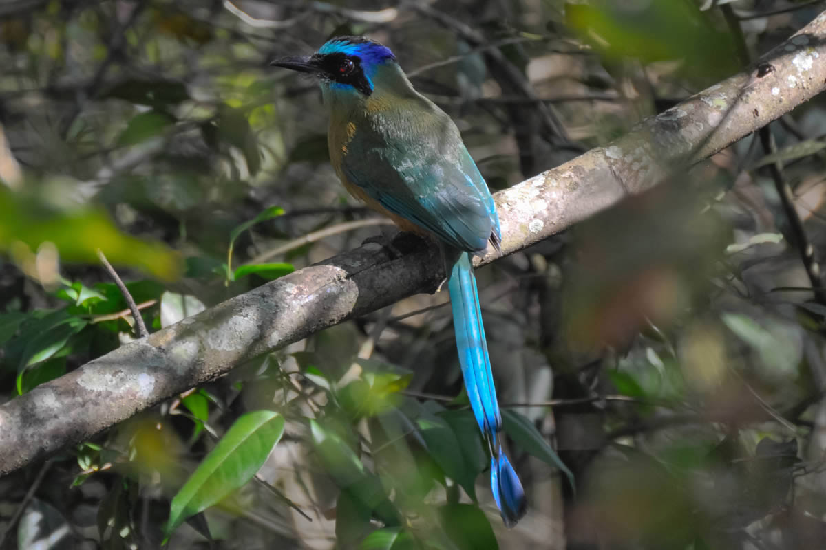 Udu-de-coroa-azul - Momotus momota
