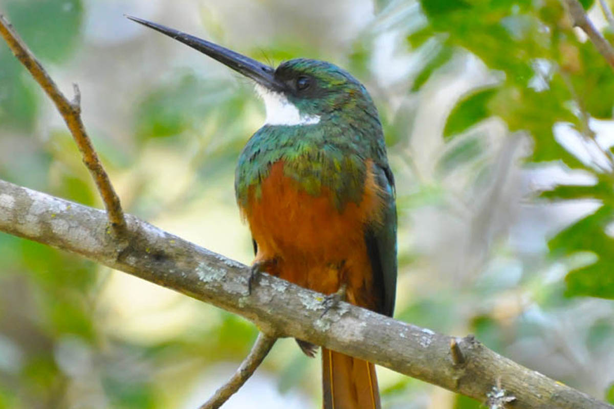 Ariramba-de-cauda-ruiva - Galbula ruficauda